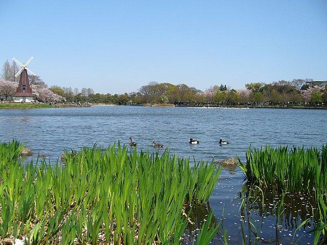 park. Ukima 344m park area 40,000 sq Metropolitan Park of m to the park. Pond and windmill and a baseball field in the park, Tennis court, Playing in the water is splashing water sound pond such as a holiday oasis that can.