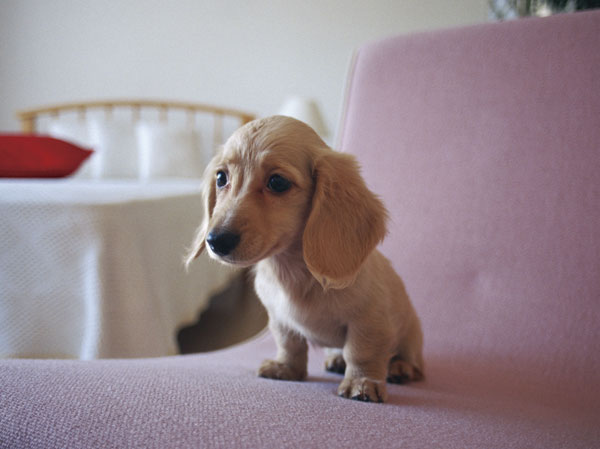 Other.  [Pets Live with Allowed] You can live with a member of the important family pet. Also, It was adopted Pet Friendly Elevator.  ※ The size of the pet ・ type ・ Suto to there are restrictions. For more information, please contact the person in charge. (Image photo)