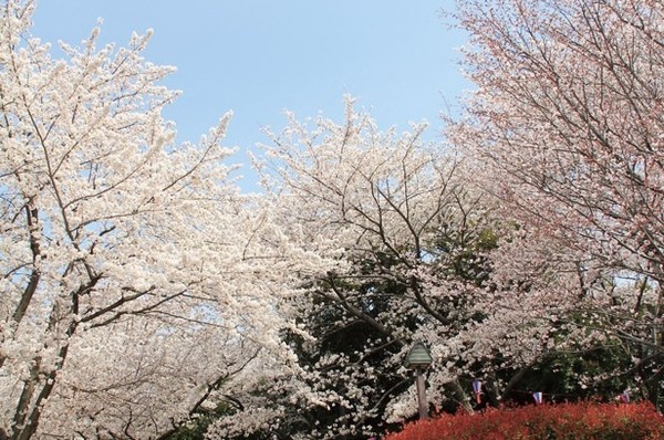 Other. Asukayama park (330m ・ A 5-minute walk)