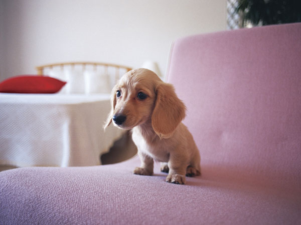 Other.  [Pets Live with Allowed] You can live with a member of the important family pet. It was adopted Pet Friendly Elevator to announce in the pet riding together.  ※ The size of the pet ・ type ・ Suto to there are restrictions. For more information, please contact the person in charge. (The photograph is an example of a pet frog)