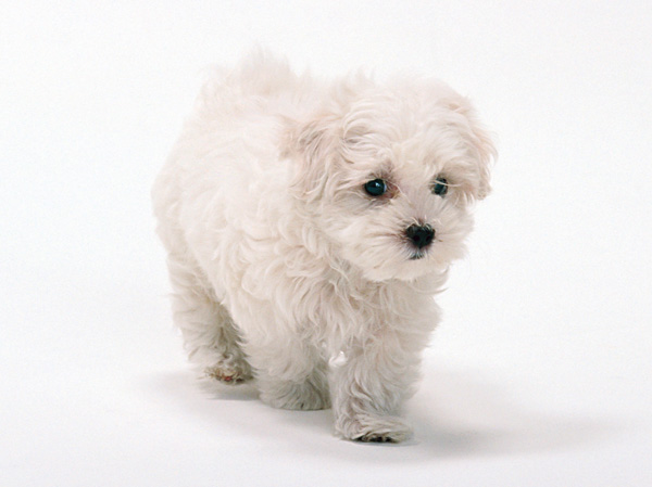 Other.  [Pet Friendly] Based on the pet breeding bylaws, With confidence in the apartment, you can keep pets. (The photograph is an example of a pet frog)