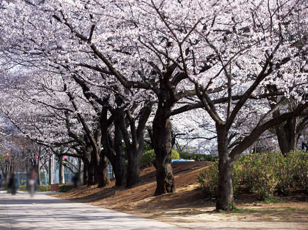 Surrounding environment. Metropolitan Ukima park (walk 11 minutes / About 810m)