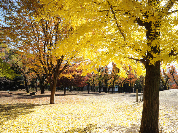 Surrounding environment. Asukayama park (about 1830m, 23 minutes walk)