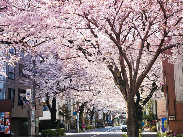 Surrounding environment. "Takinogawa Sakura Street Shoei Association" (about 840m ・ Walk 11 minutes), etc., Ya humanity that breathes a number of mall that dot the surrounding area, If touches on historical taste, Heart will continue at rest. Nakasendo ・ As an inlet of Itabashi inn, Inherit the memory of bustle Takinogawa. Not only comfortable with about 10 minutes Ikebukuro by bicycle, Shopping street with a human touch has dotted around. (Photo Takinogawa cherry Street Shoei Association)
