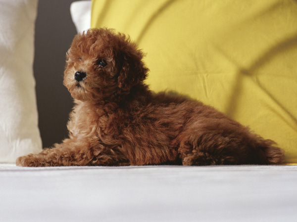 Common utility.  [Pet symbiosis Mansion] And pet heal the mind as a member of the family, We could live together. The site, It offers a foot washing area for pets.  ※ Pet type and size, There is a limit, such as the number. For more information, Please ask the attendant. (The photograph is an example of a pet that can be breeding)