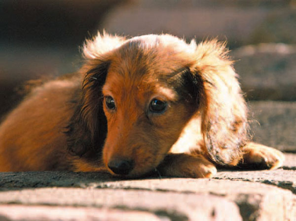 Other.  [Pet breeding Allowed] Such as dogs and cats, You can live with precious pet.  ※ The breeding of pet you will comply with the management contract. Also, type ・ size ・ There is a limit to the number of horses. The photograph is an example of a pet frog.