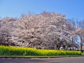 park. 400m until the Tokyo Metropolitan Koganei Park (park)