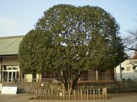 park. Koganei Park Edo-Tokyo Open Air Architectural Museum and a big tree to 140m