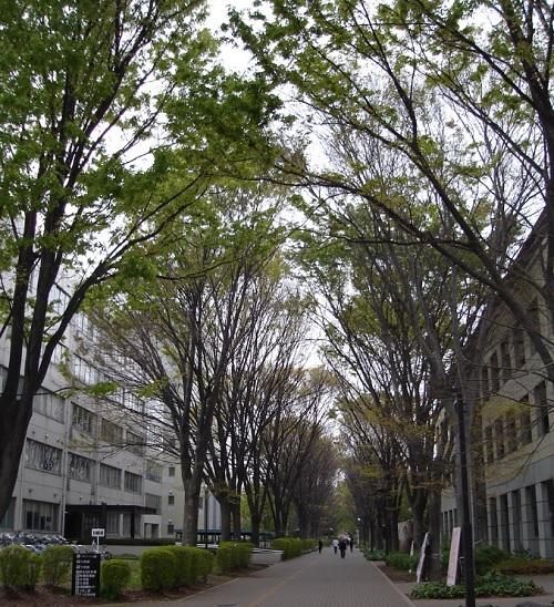 library. Tokyo University of Agriculture and Technology Library Koganei until the library 1126m