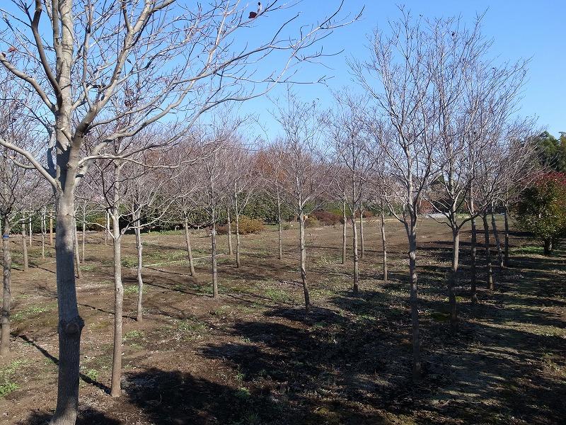 Other. East side adjacent land green space