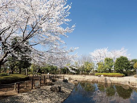 Komae City, The future of the city defined as "water and the green of the Housing and Urban", Citizens developing a variety of green space conservation activities come together. Kinutakoen (about 3600m) large park also there are many, such as, It has become a recreation of people (Kitami Friendship Square. About 1460m)