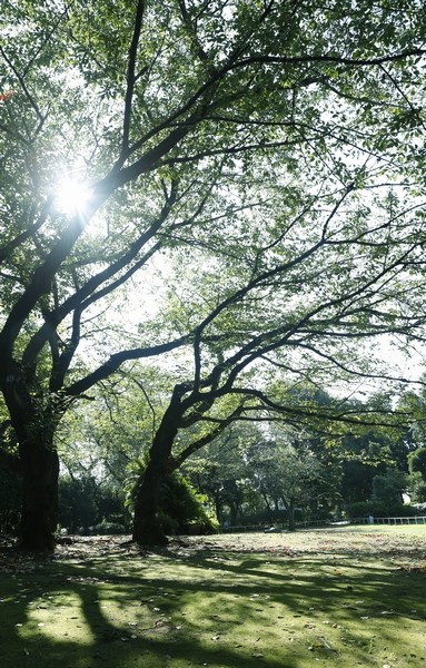  [Nishigawara park] (7 min walk / There is also the cherry blossoms at about 550m) Tama River embankment to lead park. In the lawn open space, Also figure that parents and children to extending the lunch box. In addition to the pond facing the lawn Square, Duck we have also seen how the swim leisurely