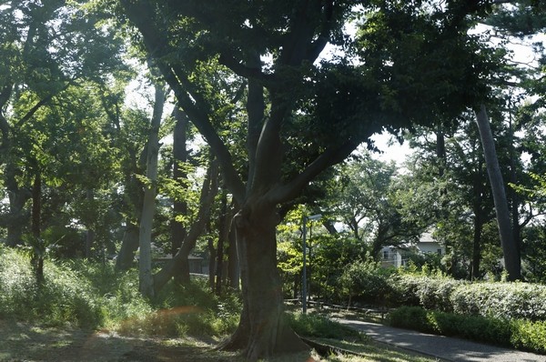  [Nishigawara nature park] (A 4-minute walk / Pond Ya is in about 270m) park, There is also a babbling along the walking trails, You can also play with water in small children