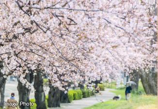 Other. Cherry trees continues, Gentle approach. Also counted in the "Tamagawa 50 Jing".  ※ Local surrounding environment (March 2013 shooting)