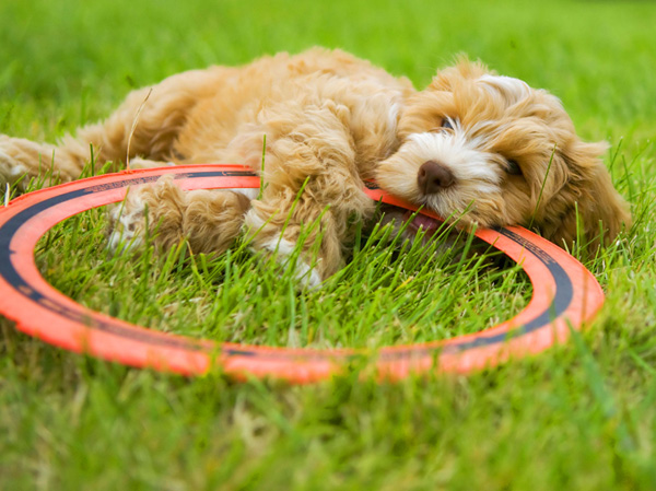 Other.  [Pet breeding possible Mansion] I could live with a member of the important family pet.  ※ There is a limit to the pet type and size, etc.. For more information, please contact an attendant. The photograph is an example of a pet frog.