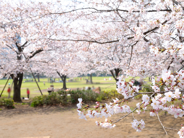 Surrounding environment. Kiba park (about 500m / 7-minute walk)