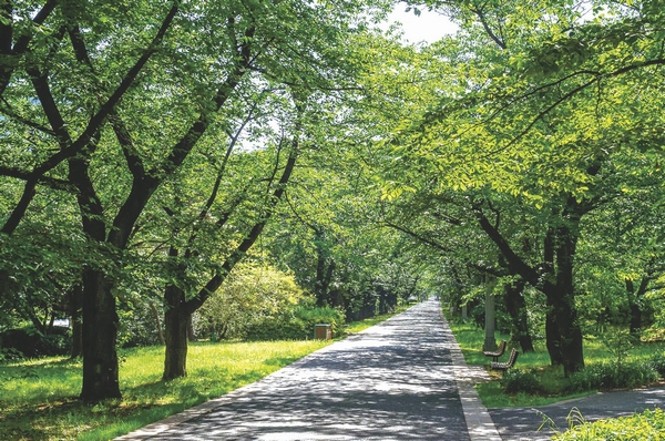  [Metropolitan Tatsumi of forest green road park] (A 10-minute walk ・ In about 770m) park adjacent to the "Tatsumi Forest Seaside Park", It is also popular for its cherry blossoms. There is a lawn open space and playground equipment space in the park, You can play the children freely