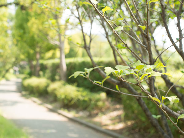 Surrounding environment. Municipal Minamisuna green road park (about 140m ・ A 2-minute walk)