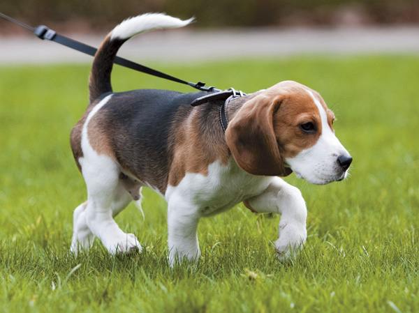 Common utility.  [Pets symbiosis apartment (with pet foot washing place)] A member of the cute pets important family. As consideration to be able to live happily with a pet, We have prepared a pet foot washing place in common areas.  ※ The management contract, The size of the pet, There is a limit to the type and the like. For more information, please contact the clerk. (The photograph is an example of a pet that can be breeding)