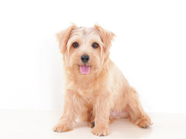 Other.  [Pets Allowed] You can live with important pet.  ※ Published photograph of is an example of a pet frog.