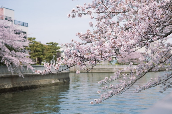 "Cherry trees are beautiful local neighborhood" About 100m / 2-minute walk