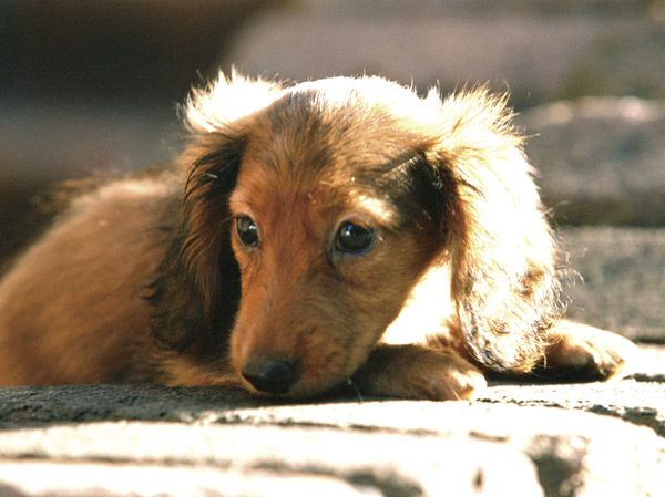 Other.  [Pets live Allowed] This apartment to be able to live as a member of the family pet. Also we have established a convenient pet foot washing place.  ※ Pet type and size, There are a number such as the management contract of the constraints. (The photograph is an example of a pet frog)