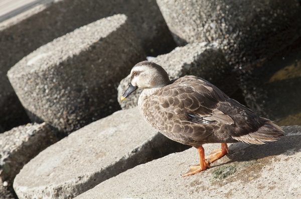 Sendai Horikawa park (about 70m / 1-minute walk)