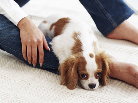 Common utility.  [Pets symbiosis Mansion (pet foot washing place installation)] The pet dedicated foot washing area that you can feel free to use the walk way home was established on site.  ※ Pet type and size, There is a limit, such as the number. For more information, please contact the person in charge. (The photograph is an example of a pet that can be breeding)