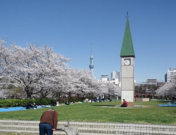 park. Sarue Imperial park trimmed clean of 400m cherry tree to the park