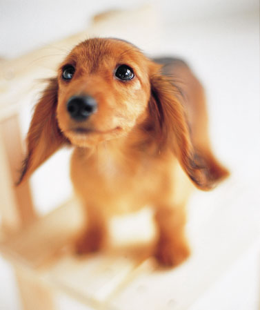 Other.  [Pets live possible] As a member of the family, The role of the pet to bring peace has been attention to the people. In accordance with the management contract, Living with pets has become possible within the dwelling unit. (The photograph is an example of a pet that can live at home)