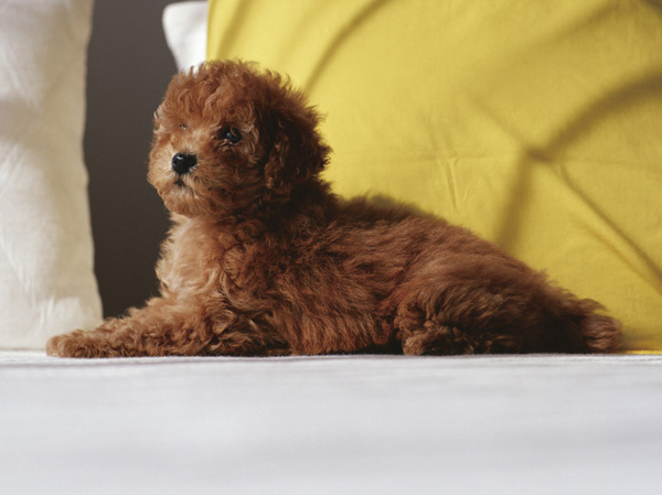 Shared facilities.  [Pet symbiosis Mansion] And pet heal the mind as a member of the family, We could live together.  ※ Pet type and size, There is a limit, such as the number. For more information, Please ask the attendant. (The photograph is an example of a pet that can be breeding)