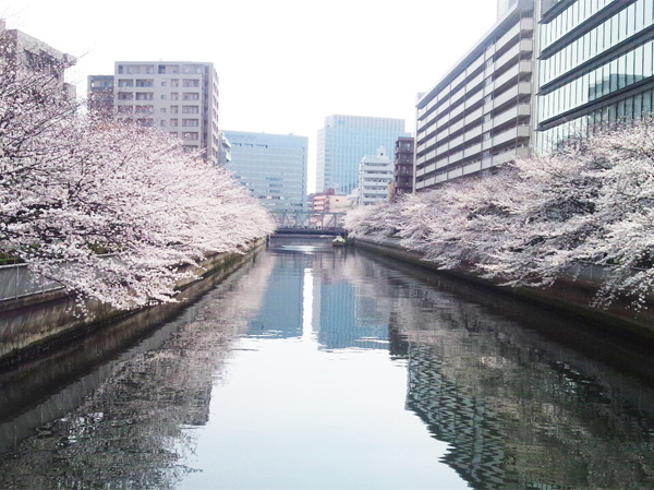 Surrounding environment. In late March the cherry blossoms bloom ~ Through late April, Every year, "Edo Shenzhen Cherry Blossom Festival" will be held, You can enjoy the cherry trees over a few hundred meters of large Yokogawa cross-strait from the top or on the bridge of a ship. (Overlooking the large Yokogawa than Tomoe Bridge: 2 minutes walk ・ About 100m / March 2013 shooting)