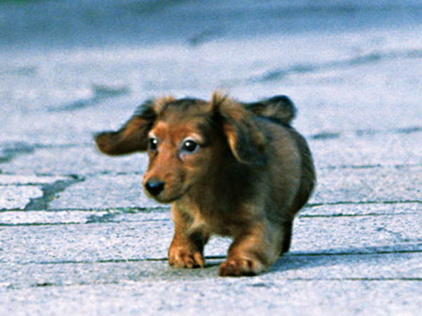 Other.  [Pet breeding Allowed] You can live with a pet as a member of the family. Also pet walk way home, So that Tachiireru in without hesitation in the apartment, The pet foot washing place has been provided in the apartment site.  ※ The breeding of pet There are limited by the management contract, etc.. (An example of photo frog pet)