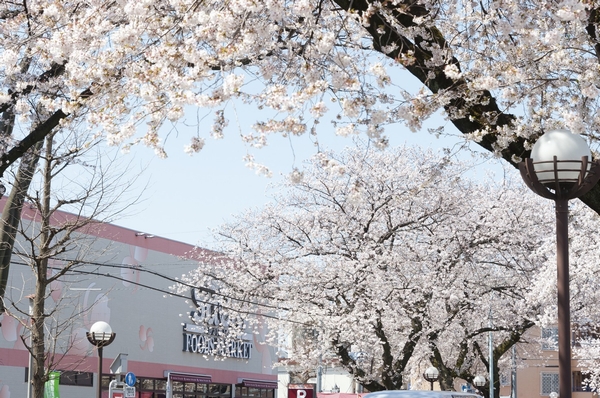Sakura Street (about 530 ・ 7-minute walk)