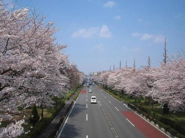 Other Environmental Photo. 5m to the apartment front road