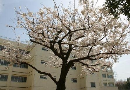 Junior high school. Minaminaruse 1500m until junior high school