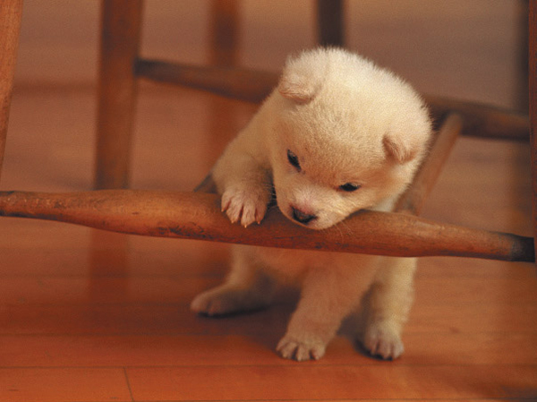 Other.  [Comfortable life along with the pet. Also installed pet for foot-washing facilities] Pets can be breeding. Elevator to inform the walk way home from foot washing plants and pets rides that washable pet foot in at the sign was also installed.  ※ Frog kind of pets according to the management contract.  ※ The photograph is an example of a pet frog.