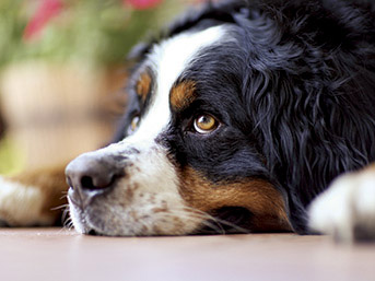 Common utility.  [Pet symbiosis Mansion] Based on the management contract, In the dwelling unit can be live with a pet. (The photograph is an example of a pet that can be breeding)