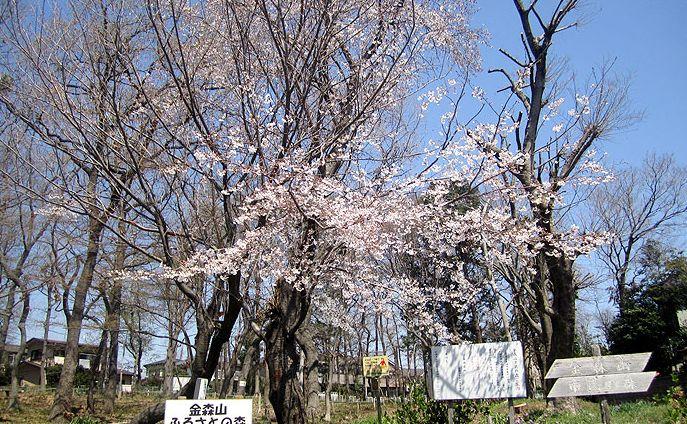 park. Kanamoriyama 888m until the forest of citizens