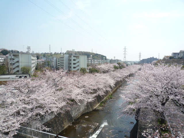 Other. 440m to Onda River cherry trees (Other)