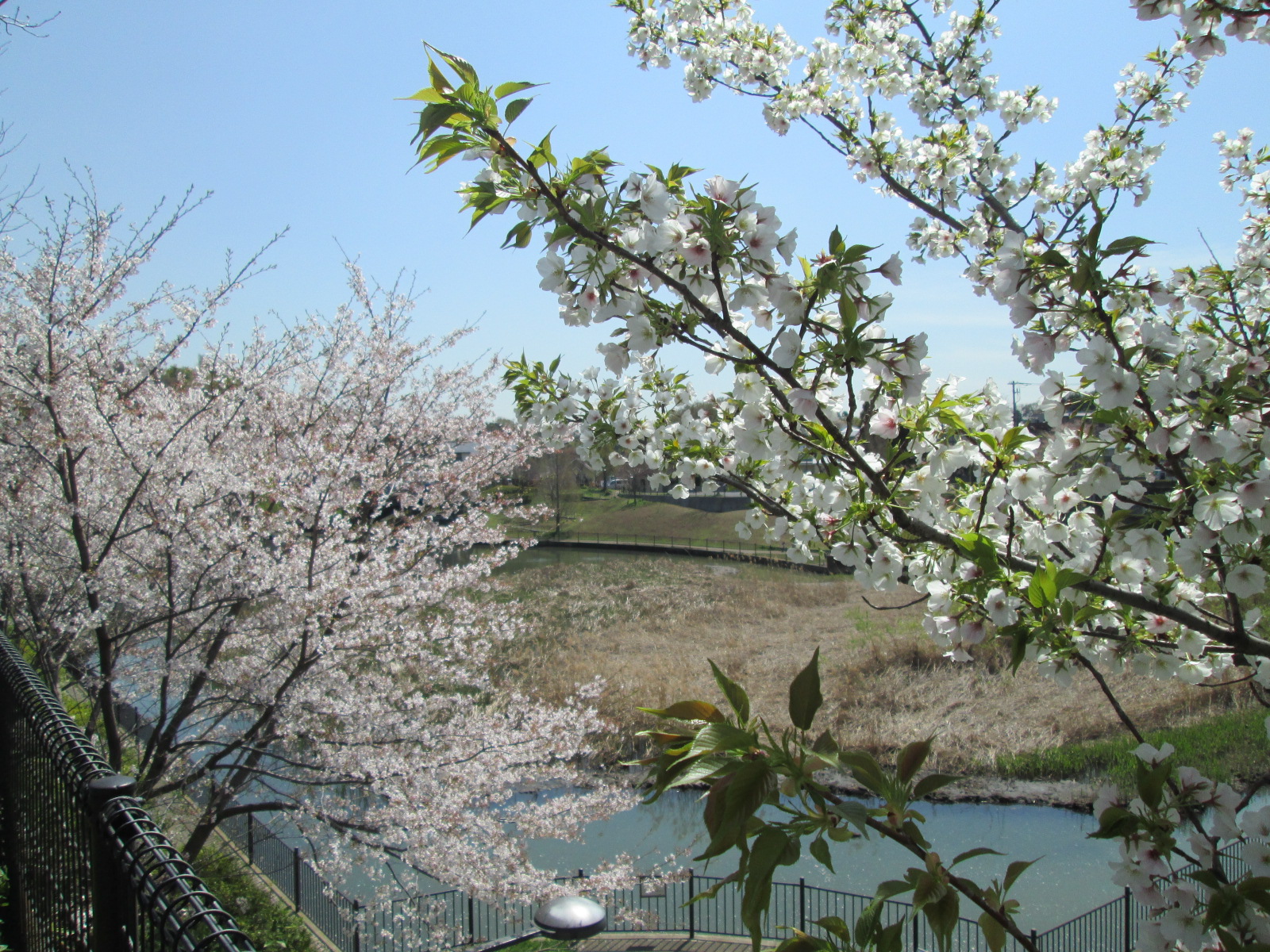 park. 80m to Hirohakama park (park)