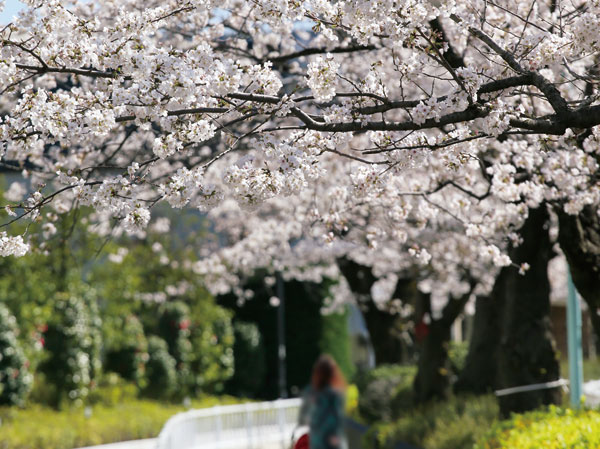 Surrounding environment. 呑川 green road (8-minute walk ・ About 600m)