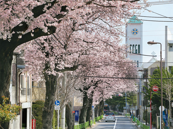 Surrounding environment. Is for cherry blossoms "monument Sakura Street", It was said to be the guardian of Himonya "Himonya Hachiman", And "Salesian church". When the residential area with its quaint leave a few blocks, Convenient location will spread that there is a large shopping centers, etc.. (Monument cherry street / 1-minute walk ・ About 20m)