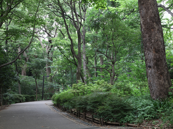 Surrounding environment. Zelkova one of the best in Tokyo, Camphor tree, Sycamore, poplar, There is a big tree, such as sycamore "Hayashi試 of Forest Park". Other forest with a uniform large tree, Lawn open space, Day camp facility, Splashing water sound pond, To the west is also in place training ground of baseball and soccer. (Hayashi試 Forest Park / About 600m ・ An 8-minute walk)