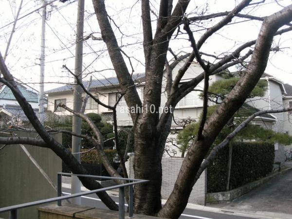 Other local. Sakura of common areas