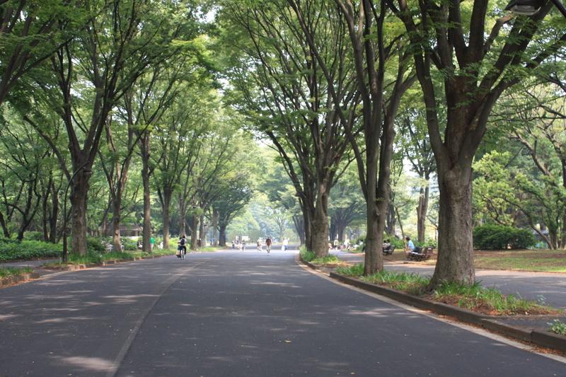 Other local.  [Komazawa Park] Through along the row of cherry blossom trees, To Komazawa Park.
