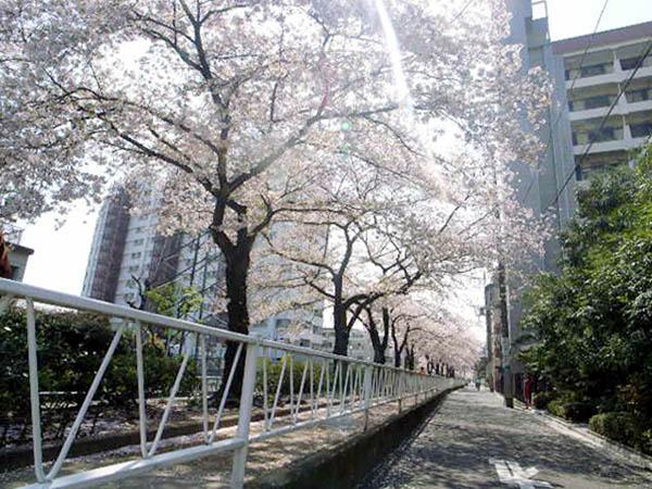 park. 呑川 898m until the green road