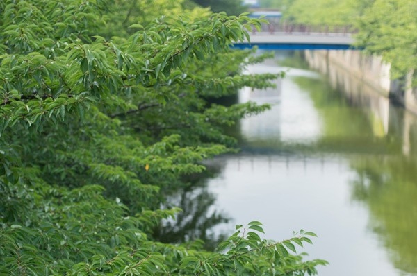 Other. When the weather is good best to walk "Meguro River" (about 160m / A 2-minute walk)