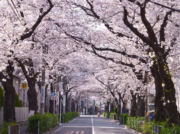 Surrounding environment. Flat approach of "liberal arts college", "Geo Himonya chome" from the station to walk 14 minutes. As you exit the bustle overflowing shopping street landscape is turn. Spread quiet residential area along the Yoshino cherry tree of the tree-lined street, I put back to the private residence while slowly unravel the mind. (Around local cherry trees / A 4-minute walk ・ About 310m)