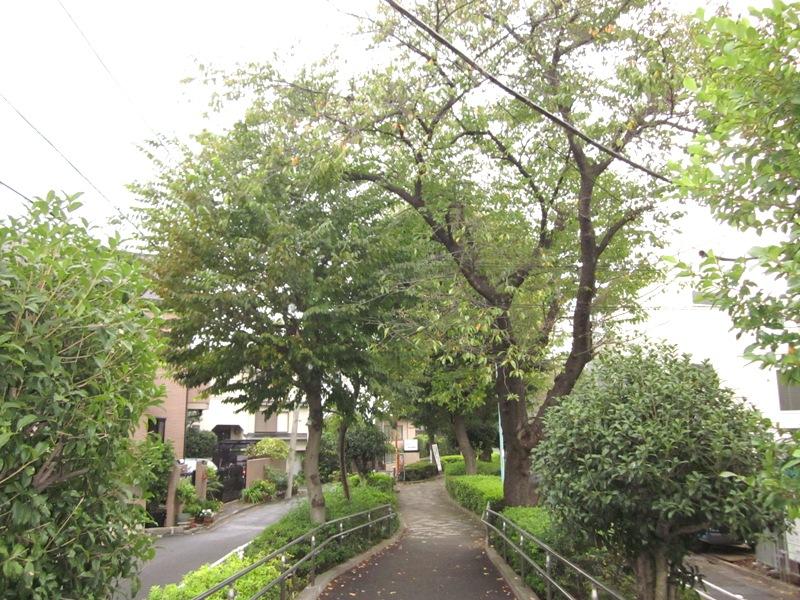 Other. It is a green road of creeping road.